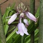 Hyacinthoides hispanica Цвят