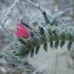 Echium angustifolium Λουλούδι