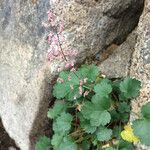 Heuchera rubescens Celota