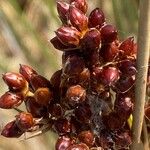 Juncus acutus Flower