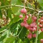 Euonymus latifolius Ffrwyth