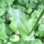 Rumex arifolius Leaf