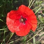 Papaver rhoeasЦветок