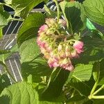 Hydrangea macrophyllaFlor