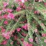 Grevillea rosmarinifolia Blüte