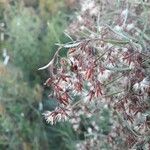 Baccharis halimifolia Flower