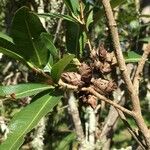 Ochna natalitia Fruit