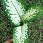 Dieffenbachia seguine Blad