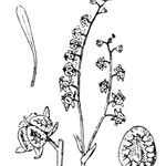 Iberodes linifolia Muu