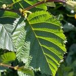 Alnus alnobetula Folha