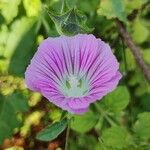 Malva punctata Kvet