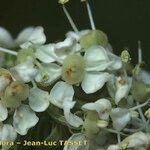 Pleurospermum austriacum Flower