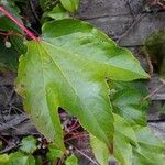 Parthenocissus tricuspidata Folla