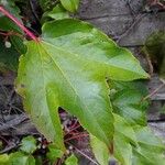 Parthenocissus tricuspidata Leaf