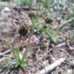 Plantago atrata Flower