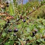 Vaccinium myrsinites Fruit