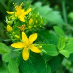 Hypericum humifusum Blodyn