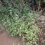 Ageratina riparia Hábito