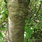 Prunus pensylvanica Ŝelo