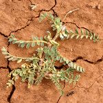 Astragalus pelecinus Sonstige