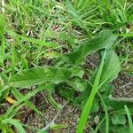 Ipomoea mombassana Leaf