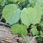 Abutilon hirtum Лист