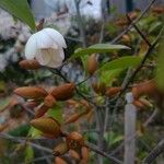 Magnolia figoFlower