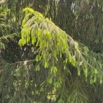 Picea smithiana Leaf
