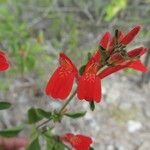 Dianthera candicans Кветка