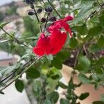 Salvia greggii Blomst