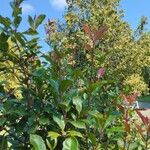 Photinia glabraFoglia