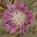 Centaurea aspera Blüte