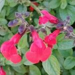 Salvia microphylla Květ