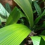 Curculigo capitulata Leaf