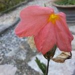 Crossandra infundibuliformis Blüte