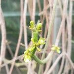 Cynanchum viminale Flor