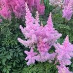 Astilbe japonicaFlor