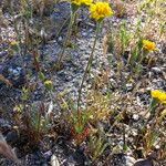 Chaenactis glabriuscula Hábito