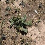 Nicotiana longiflora Листок