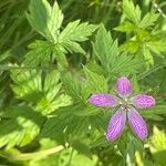 Geranium × oxonianum Folha