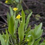Ranunculus ophioglossifolius Mosusu