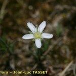 Minuartia setacea Flor