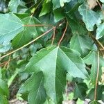 Acer buergerianum Leaf