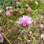 Armeria sardoa Blüte