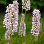 Bistorta officinalis Bloem