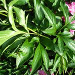 Paeonia lactiflora Leaf