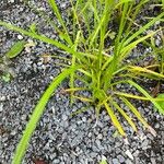 Carex grayi Leaf