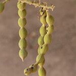 Erythrina abyssinica Fruit