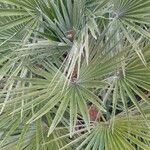 Chamaerops humilis Folha