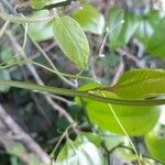 Smilax rotundifolia Bark